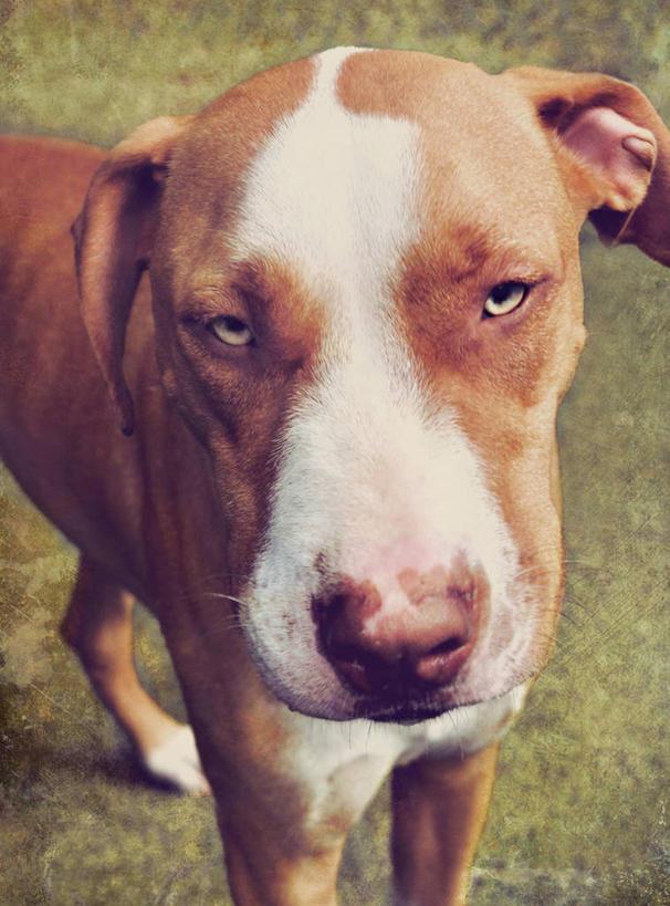 竖图,美国,摄影,北美,北美洲,美洲,佛罗里达,佛罗里达州,佛州,阳光州,北亚美利加洲,亚美利加洲,美利坚合众国,莱克兰