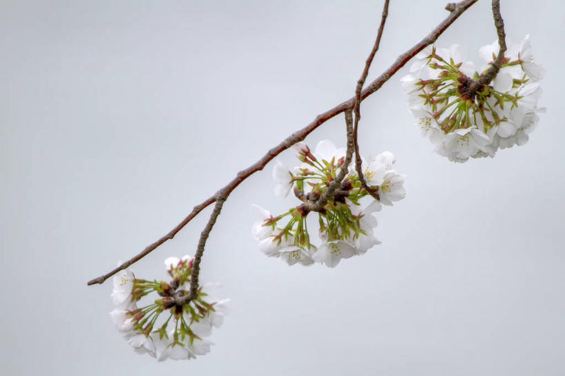 横图,美国,首都,摄影,华盛顿特区