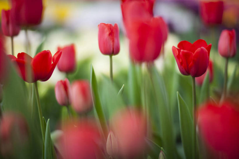 横图,荷兰,摄影