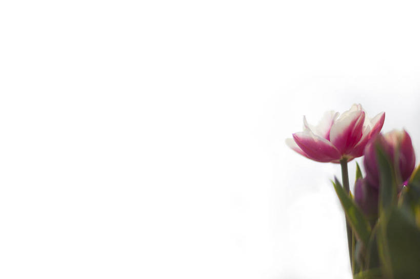 横图,荷兰,摄影