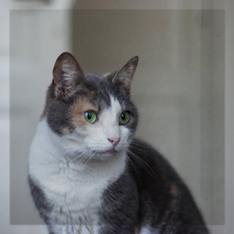 方图,荷兰,摄影