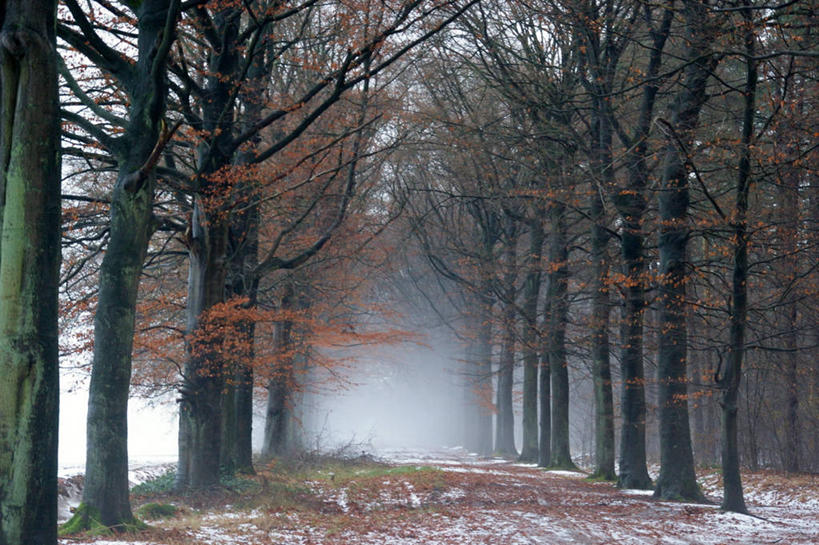横图,荷兰,摄影