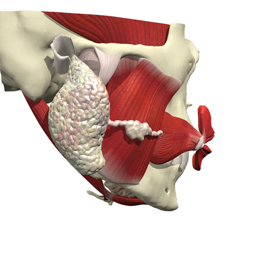 肌肉,健壮,无人,方图,插画,白色背景,数码,科技,阴影,网络,高光,几何,计算机图形,合成,图画,画,健康,活力,力量,青春,电脑合成图,数码合成图,强壮,合成图,漫画,写实,具体,具象,咬肌,唾液,唾液腺,人体结构,彩图