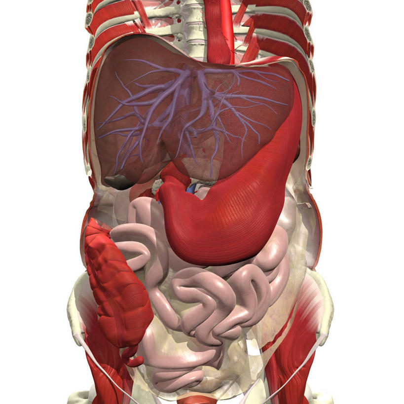 胃,无人,方图,插画,白色背景,数码,科技,阴影,透明,网络,高光,几何,计算机图形,合成,图画,画,电脑合成图,数码合成图,合成图,漫画,写实,具体,具象,肠系膜,人体结构,腹膜,盲肠,彩图