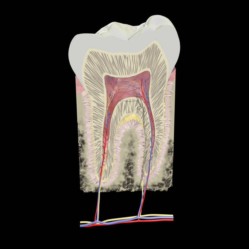 无人,方图,插画,数码,科技,珐琅,阴影,黑色背景,网络,高光,几何,计算机图形,合成,图画,画,电脑合成图,数码合成图,合成图,横截面,韧带,漫画,写实,具体,具象,人体结构,彩图,牙本质