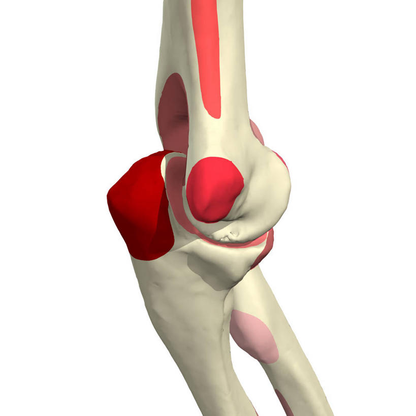 关节,肘,无人,方图,插画,白色背景,数码,科技,阴影,网络,高光,几何,计算机图形,合成,图画,画,电脑合成图,数码合成图,合成图,漫画,写实,具体,具象,尺骨,肱骨,桡骨,人体结构,彩图