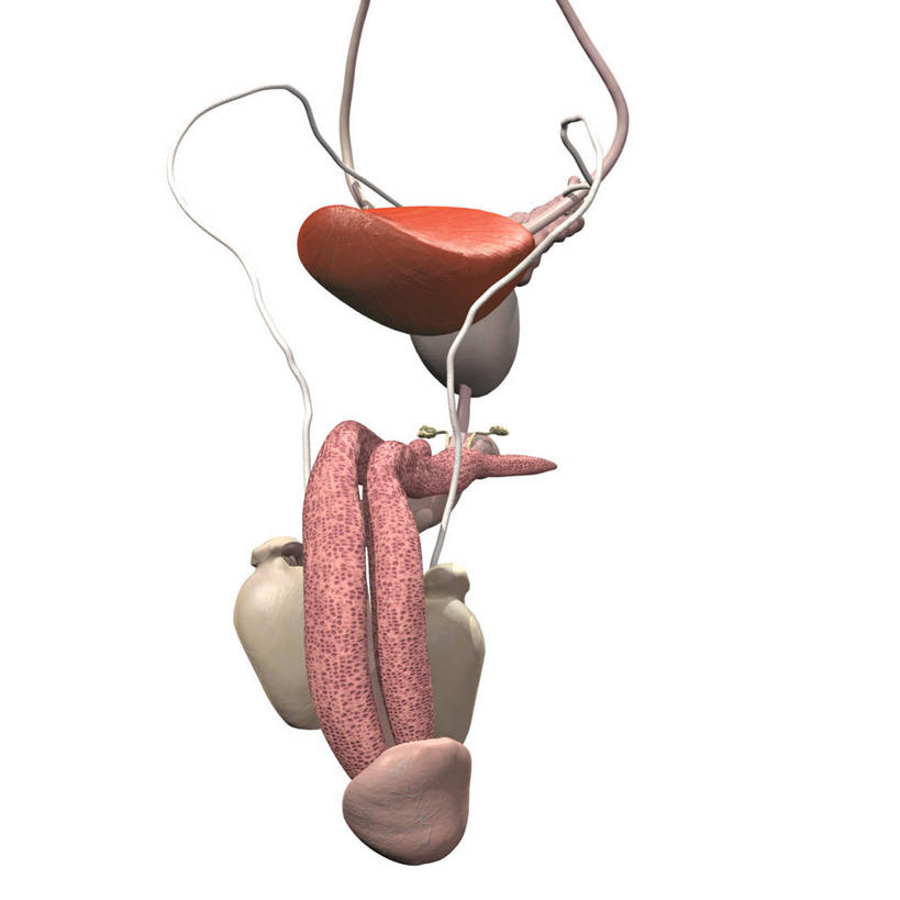 膀胱,阴茎,睾丸,无人,方图,插画,白色背景,数码,科技,阴影,网络,高光,几何,计算机图形,合成,图画,画,电脑合成图,数码合成图,解剖,合成图,漫画,写实,具体,具象,龟头,黄体,人体结构,彩图,男性生殖系统