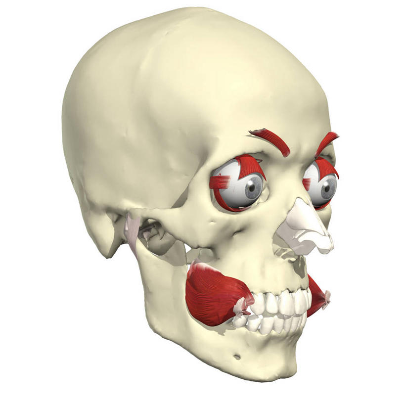 肌肉,健壮,无人,方图,插画,白色背景,数码,科技,阴影,网络,高光,几何,计算机图形,合成,图画,画,健康,活力,力量,青春,电脑合成图,数码合成图,强壮,合成图,漫画,写实,具体,具象,颊肌,人体结构,彩图