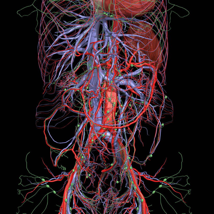 胃,动脉,血管,无人,方图,插画,数码,科技,门,阴影,黑色背景,网络,高光,几何,计算机图形,合成,图画,画,电脑合成图,数码合成图,心血管系统,合成图,漫画,写实,具体,具象,腹主动脉,肠系膜,腔静脉,人体结构,彩图