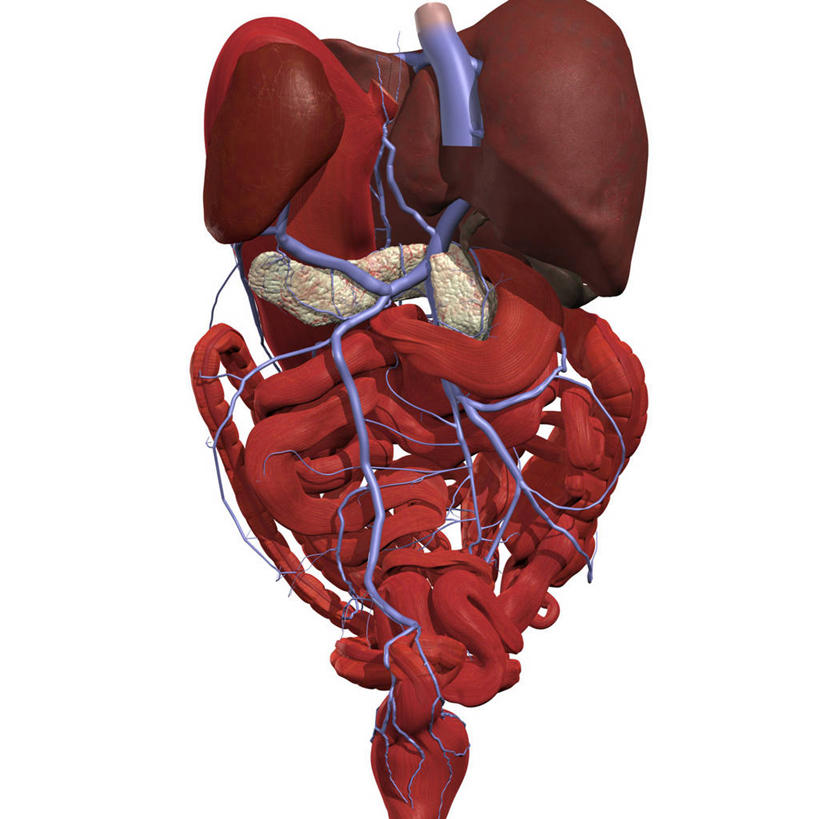 胃,血管,无人,方图,插画,白色背景,数码,科技,阴影,网络,高光,几何,计算机图形,合成,图画,画,背面,电脑合成图,数码合成图,合成图,漫画,写实,具体,具象,勇气,肠道,消化道,吸收,肠系膜,消化管,人体结构,消化,排泄,摄取,大肠,脾脏,小肠,直肠,彩图,消化腺,转运,消化系统