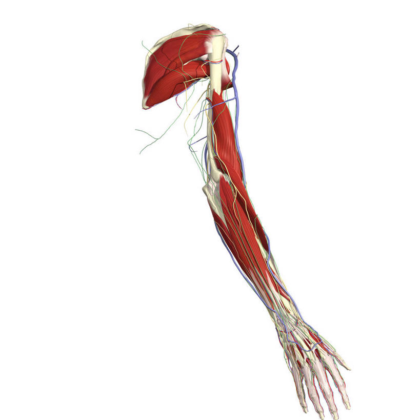 手,动脉,肌肉,关节,血管,肘,健壮,无人,方图,插画,白色背景,运动模糊,数码,科技,阴影,网络,高光,几何,计算机图形,合成,图画,画,背面,健康,活力,力量,青春,电脑合成图,数码合成图,心血管系统,强壮,合成图,漫画,写实,具体,具象,淋巴管,人体结构,前臂,手臂,彩图