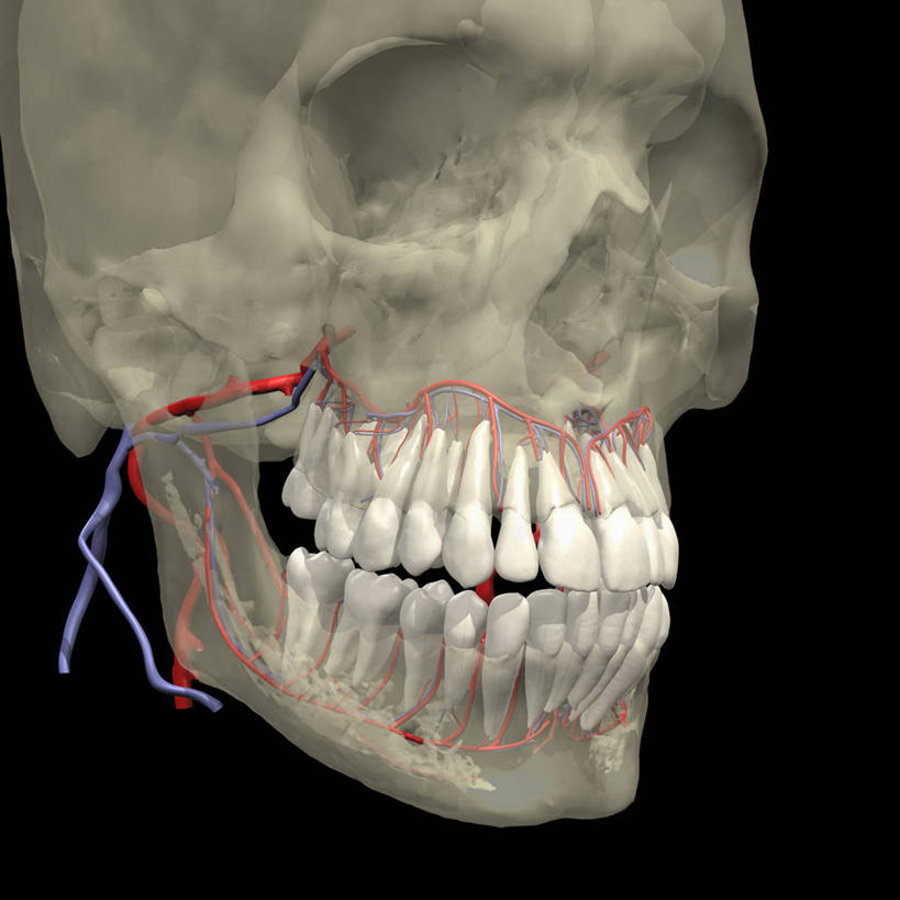 牙齿,内脏,肺,动脉,静脉,血管,无人,方图,插画,数码,科技,阴影,黑色背景,透明,科学,网络,医学,人头骨,高处,高光,几何,计算机图形,合成,图画,画,人体,电脑合成图,数码合成图,生物学,心血管系统,人体器官,器官,合成图,漫画,写实,具体,具象,腺泡,人体结构,自然科学,博物学,生物科学,肺部,肺脏,齿,牙,牙龈,彩图,神经系统,磨牙