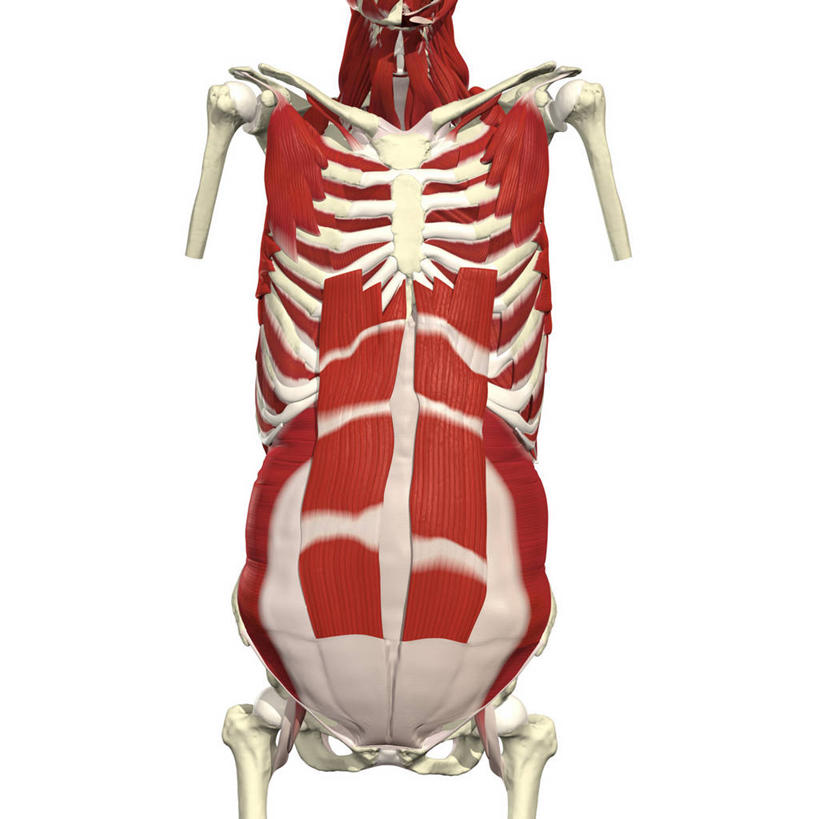 肌肉,健壮,无人,方图,插画,白色背景,正面,数码,科技,阴影,网络,高光,几何,计算机图形,合成,图画,画,健康,躯干,活力,力量,青春,电脑合成图,数码合成图,胸腔,强壮,合成图,漫画,写实,具体,具象,前锯肌,腹直肌,人体结构,彩图