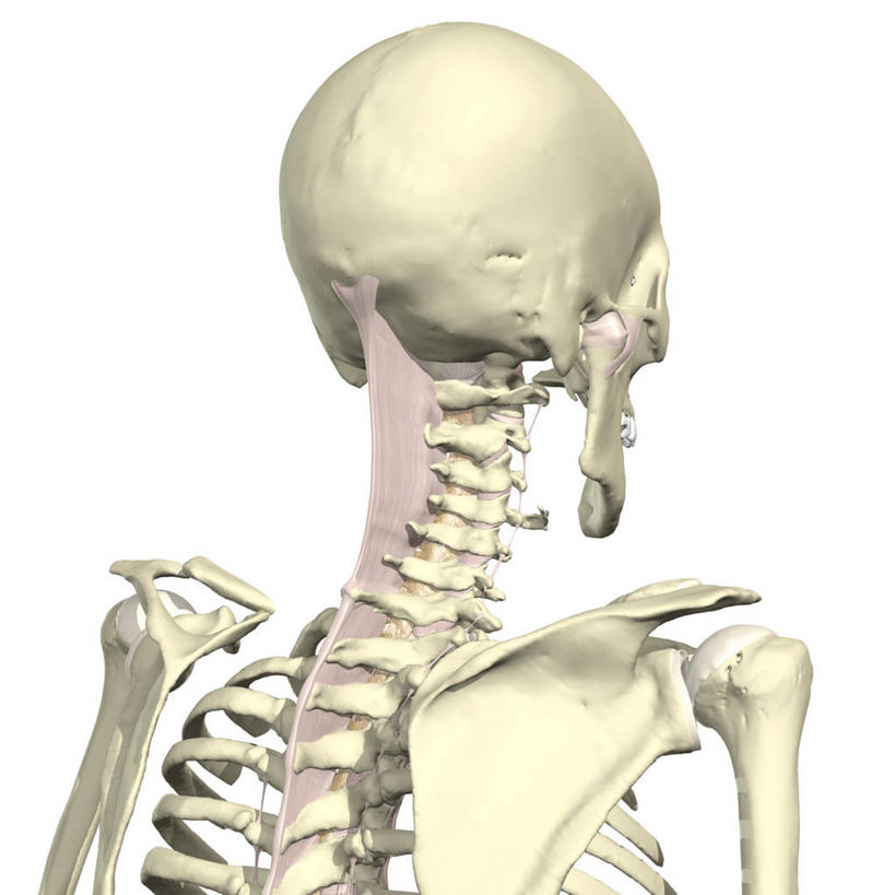 头,脖子,肩胛骨,脊椎,无人,方图,插画,白色背景,数码,科技,阴影,网络,人头骨,骨头,高光,几何,计算机图形,合成,图画,画,背面,电脑合成图,数码合成图,疾病,合成图,漫画,写实,具体,具象,人体结构,损伤,脊柱,头部,脖,颈,颈部,彩图,挥鞭样损伤