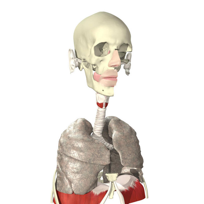 内脏,肺,气管,动脉,静脉,无人,方图,插画,白色背景,数码,科技,阴影,科学,网络,医学,高光,几何,计算机图形,合成,图画,画,人体,电脑合成图,数码合成图,生物学,人体器官,呼吸机,器官,合成图,吸气,漫画,写实,具体,具象,喉,支气管树,呼吸系统,膜片,咽,人体结构,自然科学,博物学,生物科学,肺部,肺脏,彩图