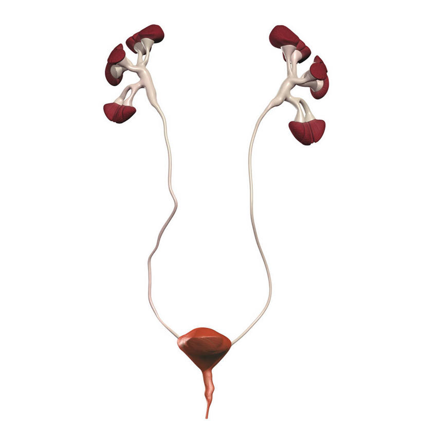 膀胱,无人,方图,插画,白色背景,数码,科技,阴影,网络,高光,几何,计算机图形,合成,图画,画,电脑合成图,数码合成图,合成图,漫画,尿液,泌尿系统,输尿管,写实,具体,具象,人体结构,彩图,肾盂