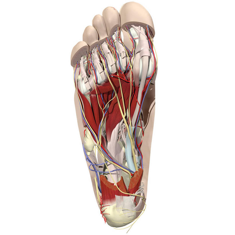 血管,无人,方图,插画,白色背景,数码,科技,阴影,网络,高光,几何,计算机图形,合成,图画,画,电脑合成图,数码合成图,解剖,合成图,脚掌,漫画,足,写实,具体,具象,趾骨,跟骨,人体结构,彩图,神经系统