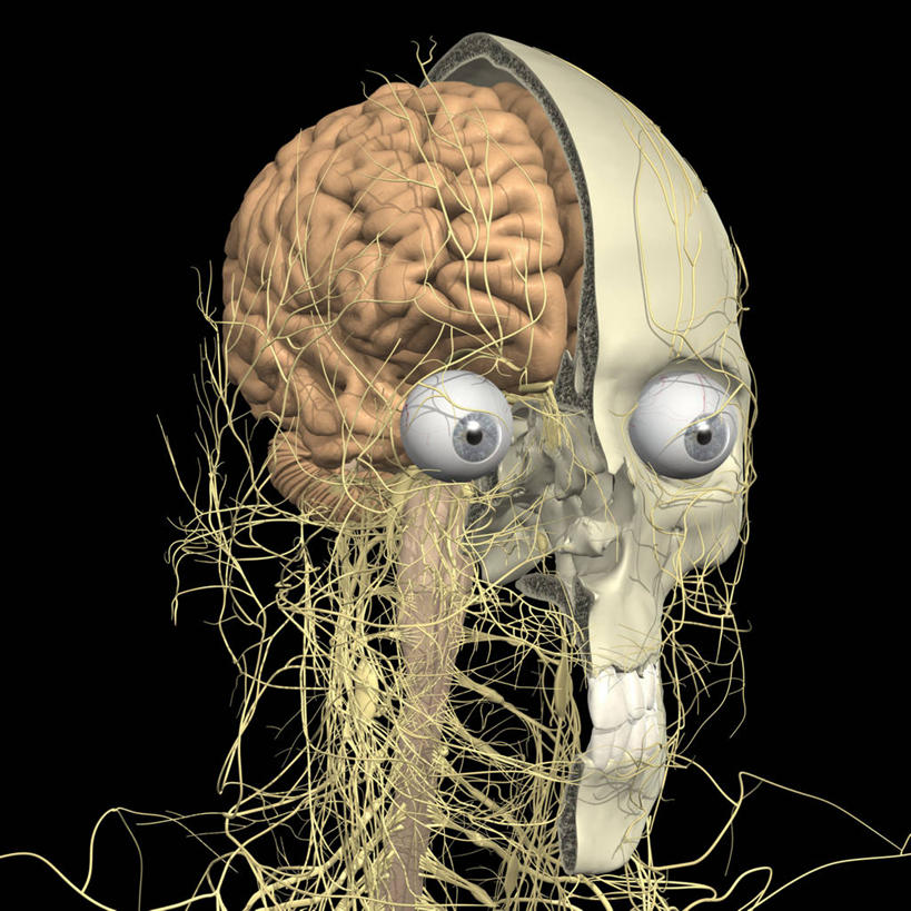 头,脖子,无人,方图,插画,数码,科技,阴影,黑色背景,网络,高光,几何,计算机图形,合成,图画,画,电脑合成图,数码合成图,合成图,漫画,写实,具体,具象,脑桥,外展神经,延髓,中脑,脑下垂体腺,人体结构,头部,彩图,神经系统,下丘脑