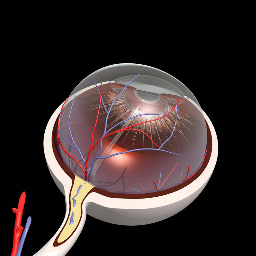 眼睛,虹膜,无人,方图,插画,数码,科技,瞳孔,阴影,黑色背景,网络,高光,几何,计算机图形,合成,图画,画,看,眼部,电脑合成图,数码合成图,透镜,视力,视网膜,眼球,解剖,合成图,盲人,漫画,写实,具体,具象,脉络膜,视神经,睫状动脉,人体结构,眼,彩图,视盘,乳房悬韧带,结膜炎,锯齿缘