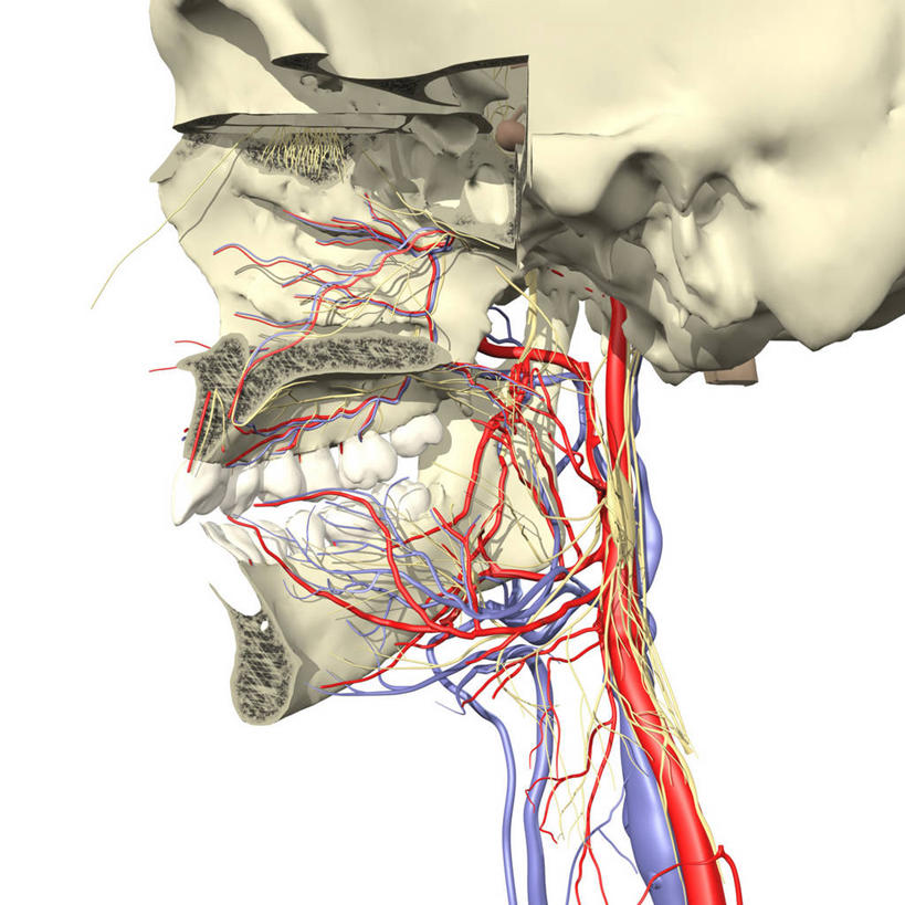 鼻子,嘴,无人,方图,插画,白色背景,数码,科技,阴影,网络,高光,几何,计算机图形,合成,图画,画,电脑合成图,数码合成图,合成图,漫画,鼻腔,写实,具体,具象,颈动脉,颈内静脉,人体结构,鼻,鼻孔,口,口腔,嘴巴,嘴唇,彩图