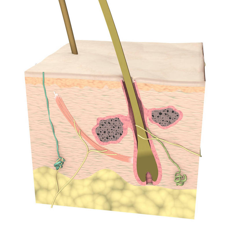 头发,无人,方图,插画,白色背景,数码,科技,阴影,网络,高光,几何,计算机图形,合成,图画,画,皮肤,电脑合成图,数码合成图,疾病,合成图,横截面,漫画,真皮,皮肤病,写实,具体,具象,毛囊,皮脂腺,人体结构,毛孔,汗腺,彩图