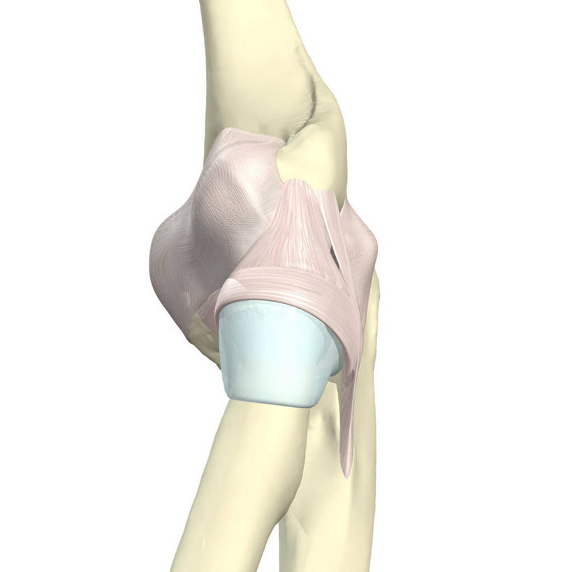 肘,无人,方图,插画,白色背景,数码,科技,阴影,网络,高光,几何,计算机图形,合成,图画,画,电脑合成图,数码合成图,合成图,漫画,写实,具体,具象,环状韧带,内侧副韧带,人体结构,彩图