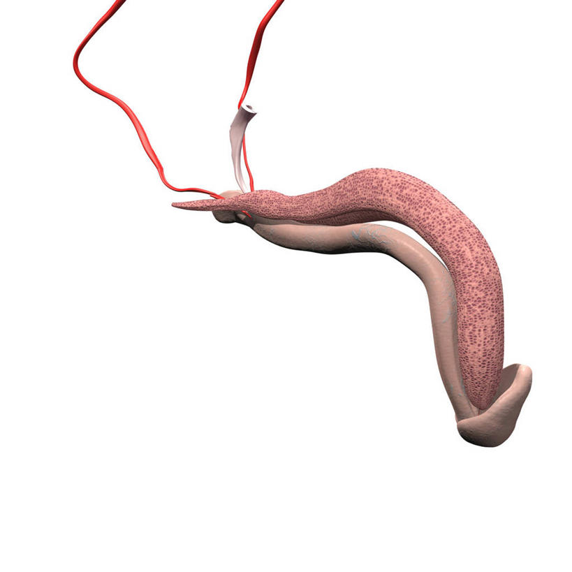 阴茎,无人,方图,插画,白色背景,数码,科技,阴影,网络,高光,几何,计算机图形,合成,图画,画,皮肤,电脑合成图,数码合成图,解剖,合成图,漫画,写实,具体,具象,内生殖器,排泄器官,外生殖器,人体结构,勃起,彩图,海绵体,筋膜,男性生殖系统,尿道海绵体,生殖器官,阳具,阴茎海绵体,勃起功能障碍
