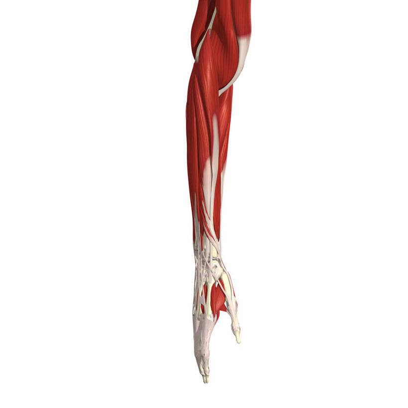 手,肌肉,健壮,无人,方图,插画,白色背景,数码,科技,阴影,网络,高光,几何,计算机图形,合成,图画,画,健康,活力,力量,青春,电脑合成图,数码合成图,强壮,合成图,绑架,漫画,写实,具体,具象,人体结构,前臂,彩图