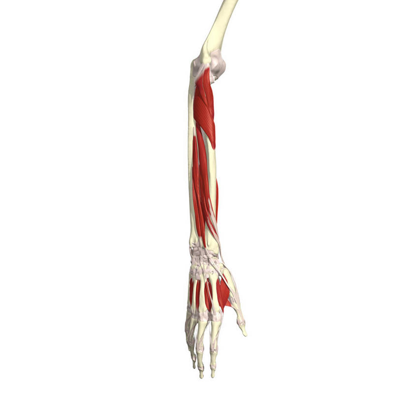 手,肌肉,健壮,无人,方图,插画,白色背景,数码,科技,阴影,网络,高光,几何,计算机图形,合成,图画,画,健康,活力,力量,青春,电脑合成图,数码合成图,强壮,合成图,绑架,漫画,写实,具体,具象,人体结构,前臂,彩图