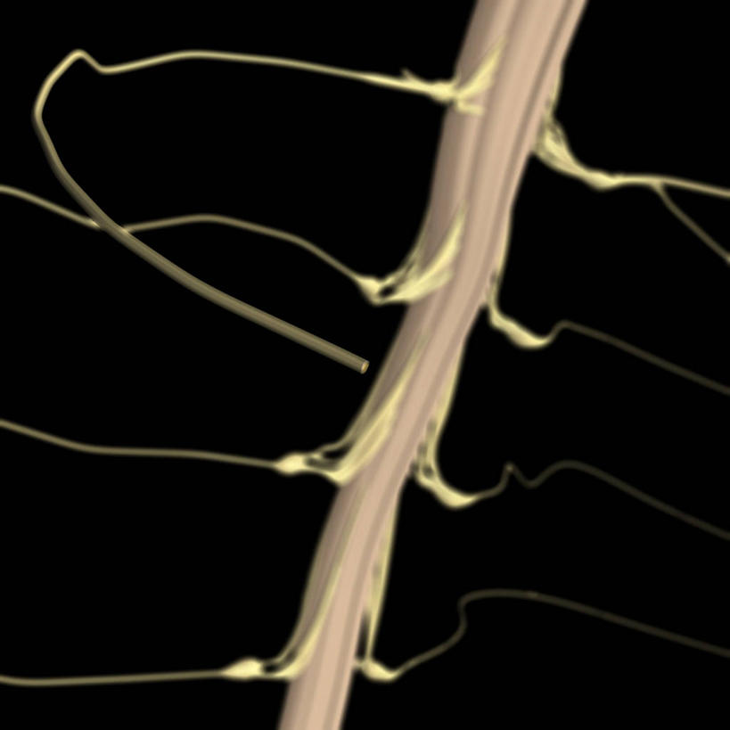 无人,方图,插画,数码,科技,阴影,黑色背景,网络,高光,几何,计算机图形,合成,图画,画,电脑合成图,数码合成图,合成图,漫画,写实,具体,具象,神经纤维,脊髓神经,人体结构,髓鞘,脊柱,彩图,神经系统,神经内膜,神经外膜