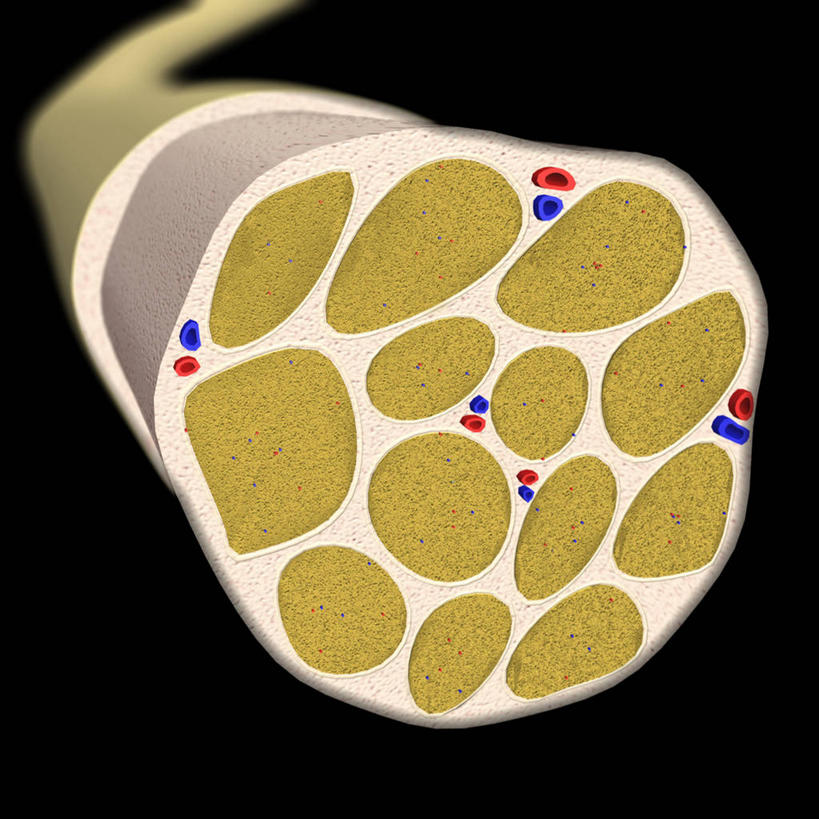 无人,方图,插画,数码,科技,阴影,黑色背景,网络,高光,几何,计算机图形,合成,图画,画,电脑合成图,数码合成图,合成图,漫画,写实,具体,具象,神经纤维,人体结构,髓鞘,脊柱,彩图,神经系统,神经内膜,神经外膜