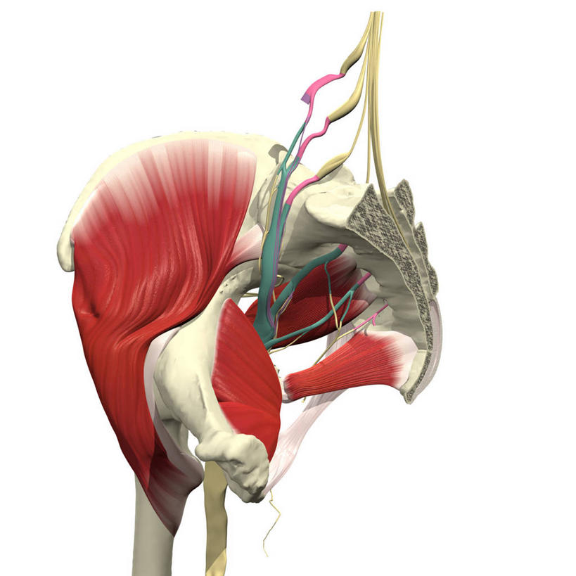 无人,方图,插画,白色背景,数码,科技,阴影,网络,高光,几何,计算机图形,合成,图画,画,背面,电脑合成图,数码合成图,合成图,漫画,写实,具体,具象,骶丛,坐骨神经,人体结构,彩图
