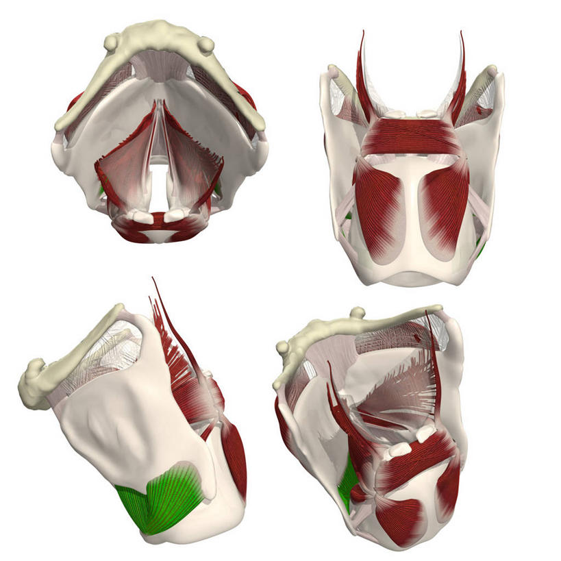 无人,方图,插画,白色背景,数码,科技,阴影,网络,高光,几何,计算机图形,合成,图画,画,四个,转,电脑合成图,数码合成图,合成图,漫画,写实,具体,具象,喉,甲状腺,舌骨,人体结构,彩图