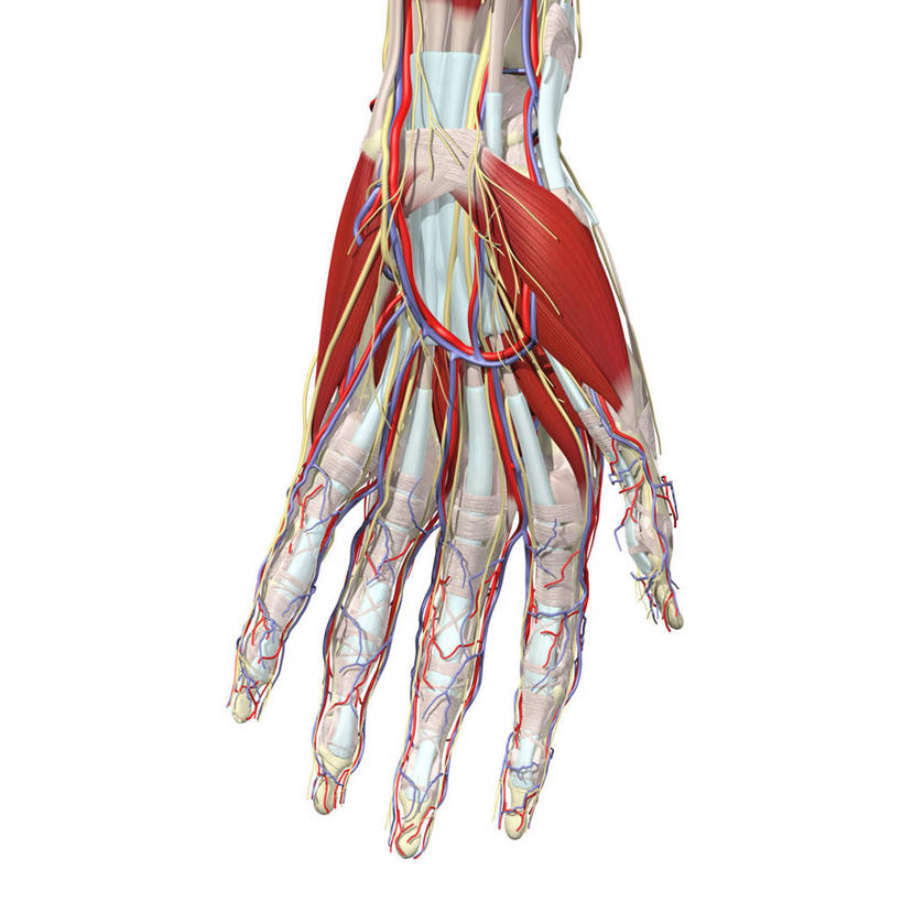 手,手掌,手腕,关节,无人,方图,插画,白色背景,数码,科技,阴影,网络,高光,几何,计算机图形,合成,图画,画,电脑合成图,数码合成图,合成图,绑架,漫画,写实,具体,具象,肌腱,腕骨,人体结构,彩图