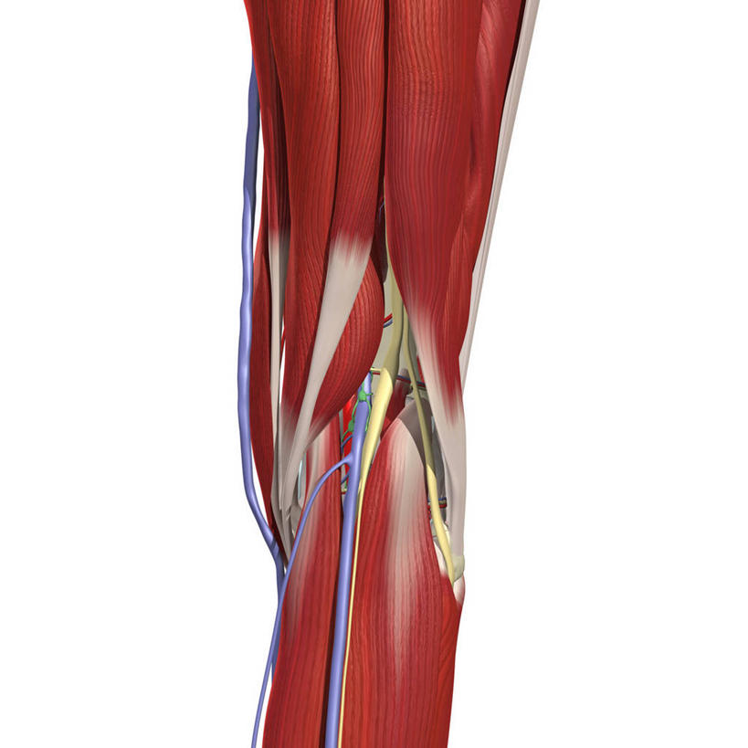 动脉,血管,无人,方图,插画,白色背景,数码,科技,阴影,网络,高光,几何,计算机图形,合成,图画,画,电脑合成图,数码合成图,合成图,漫画,写实,具体,具象,半腱肌,腓肠肌,股二头肌,人体结构,彩图