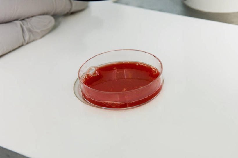 成年人,一个人,横图,室内,特写,安全,显微镜,实验室,防护,英格兰,红色,手套,摄影,繁衍,保护,部分,人体器官,器官,繁殖,保险,皮氏培养皿,试管婴儿,保全,周全,安稳,安定,防护手套,平安,彩图,生殖器,受精卵,门诊部