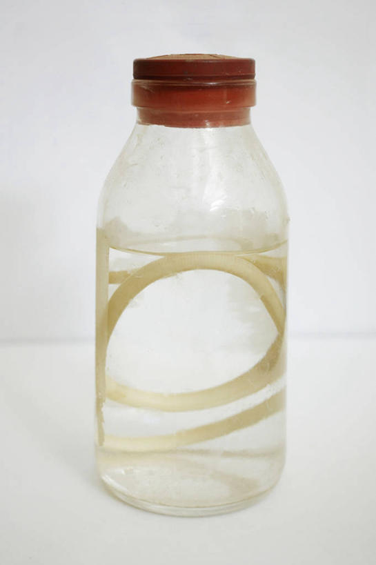 无人,竖图,室内,特写,白色背景,苏丹,关闭,半透明,实验室,瓶子,摄影,封闭,蠕虫,彩图