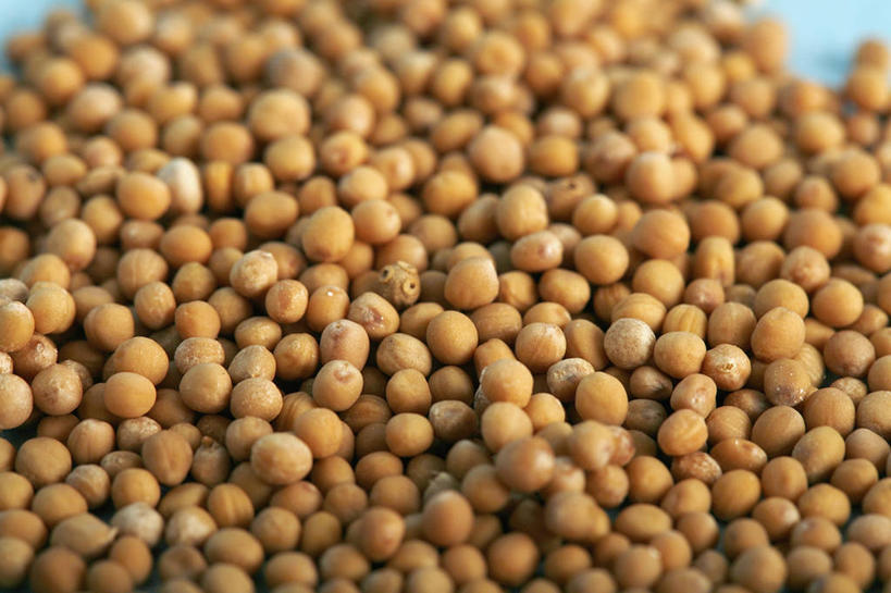 无人,吃,横图,特写,苏丹,许多,蓝色背景,丰富,香料,食品,种子,草药,很多,干花,芥菜,摄影,部分,草本,彩图,影棚拍摄,打嗝