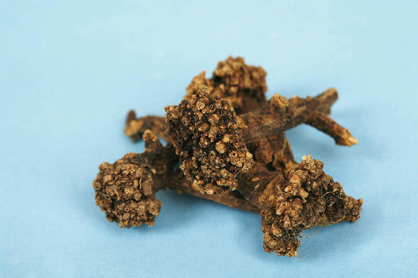 无人,横图,特写,苏丹,药,蓝色背景,草药,一个,干花,摄影,单个,草本,支气管炎,彩图,影棚拍摄