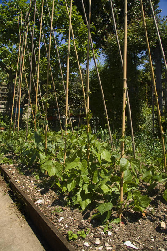 无人,菜园,农田,竖图,室外,特写,白天,庄稼,农作物,蔬菜,日光,英国,花坛,庭院,独立,摄影,生长,红花菜豆,彩图,耕地,庄稼田