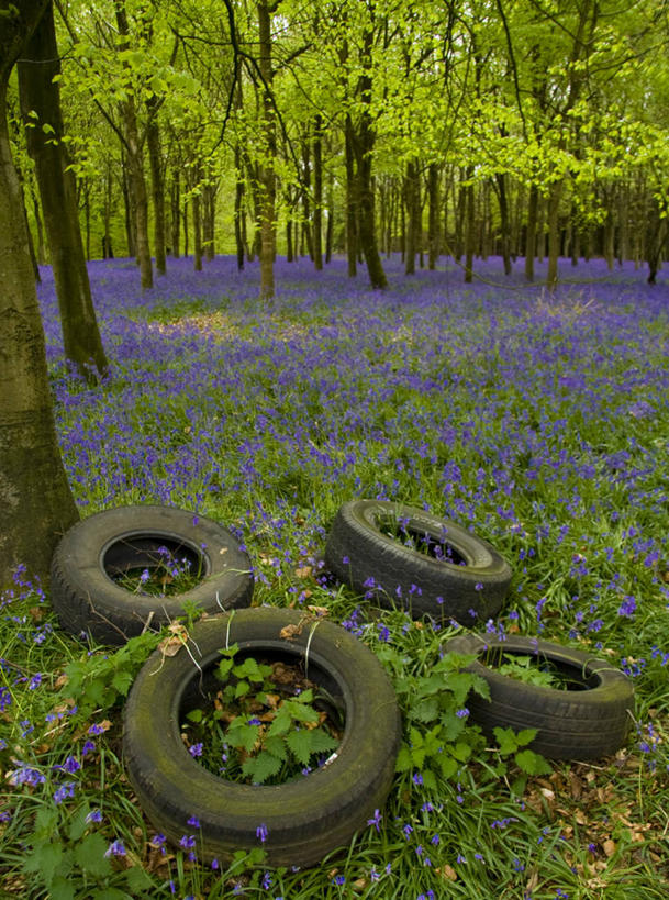 无人,竖图,室外,白天,树林,叶子,英国,垃圾,地面,树,自然,四个,摄影,空地,污染,环境保护,落叶树,野风信子,彩图