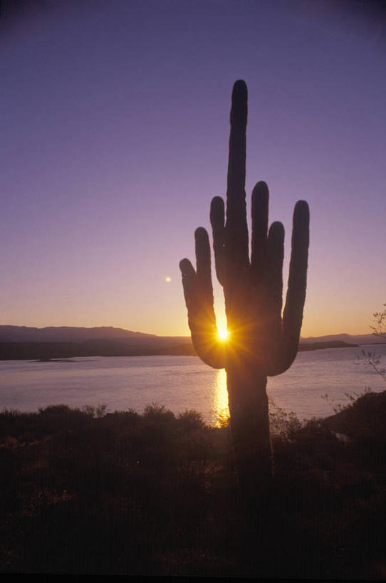 无人,竖图,室外,白天,镜头眩光,日落,沙漠,仙人掌,美国,自然,黄昏,摄影,亚利桑那,逆光,彩图