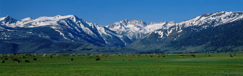 无人,人群,横图,全景,室外,白天,农业,山,雪山,牛,美国,地形,风景,自然,摄影,北美,北美洲,加利福尼亚,美洲,加州,加利福尼亚州,内华达山,内华达山脉,金州,黄金州,北亚美利加洲,亚美利加洲,母牛,彩图,美利坚合众国