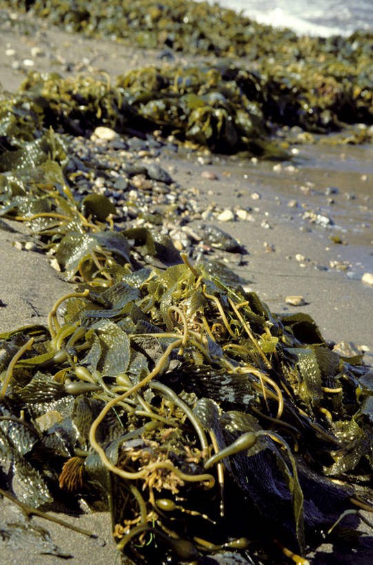 无人,竖图,室外,特写,白天,美国,湿,沙子,绿色,自然,摄影,部分,国家公园,加利福尼亚,海滩,彩图