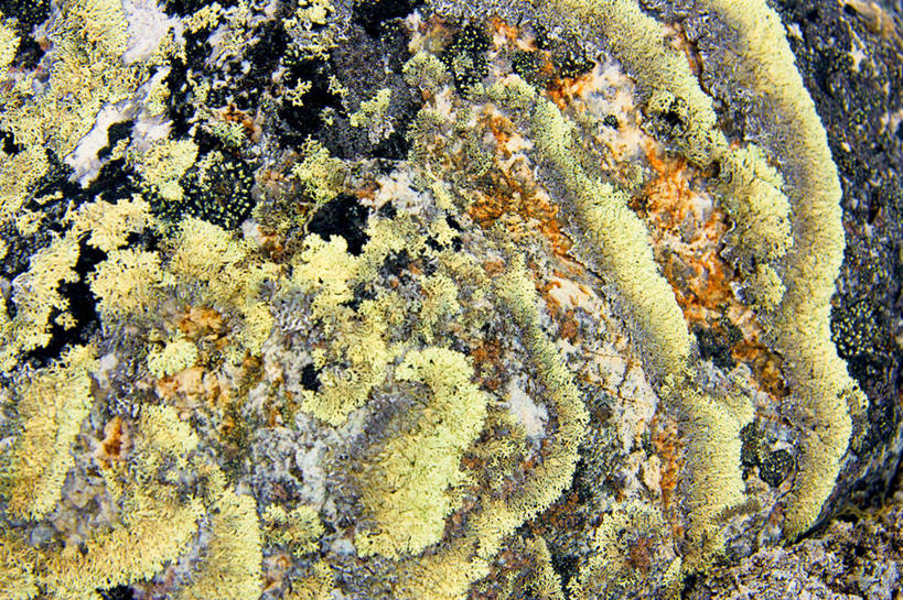 无人,横图,室外,特写,白天,背景,北极,加拿大,时间,苔藓,地衣,摄影,生长,部分,北美,北美洲,美洲,肌理,北亚美利加洲,亚美利加洲,努纳武特,努纳武特领地,因纽特人,彩图,西北航道,努那福特,冻原