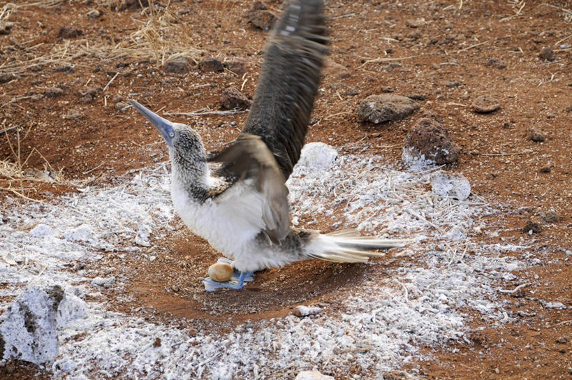 无人,横图,俯视,室外,白天,旅游,度假,美景,海鸟,鸟,野生动物,厄瓜多尔,鸟类,鸟巢,地形,景观,娱乐,自然,享受,休闲,景色,放松,摄影,关爱,自然风光,卵,加拉帕戈斯群岛,鲣鸟,结巴鸟,蓝脚鲣鸟,彩图,高角度拍摄