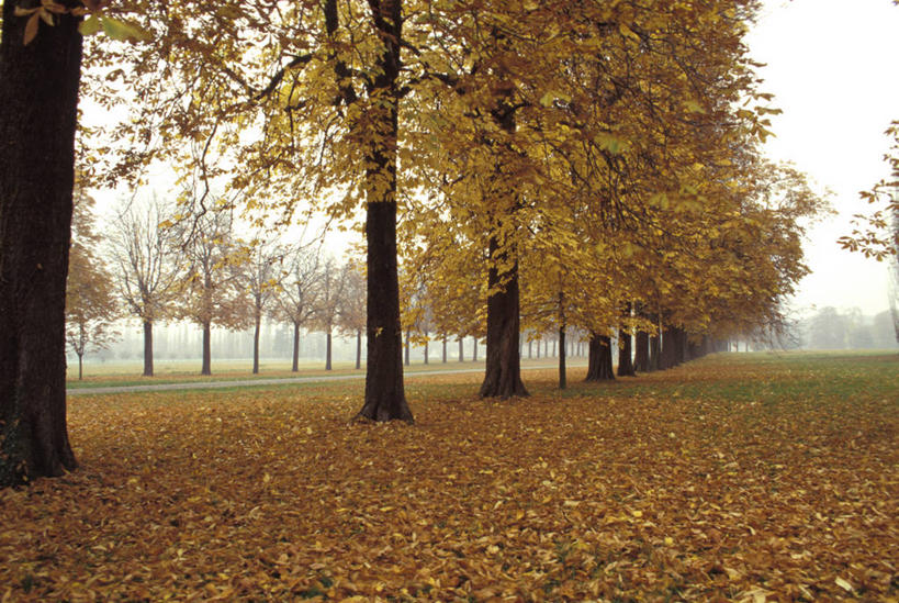 无人,横图,室外,白天,路,叶子,法国,黄色,摄影,宁静,改变,法兰西岛大区,秋天,彩图,旅行,林荫大道