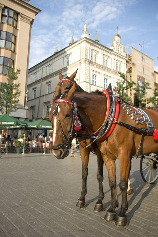 竖图,方图,室外,白天,旅游,度假,马,波兰,古城,娱乐,动物,两只,享受,休息,休闲,放松,摄影,部分,缰绳,肖像,克拉科夫,露天咖啡馆,彩图