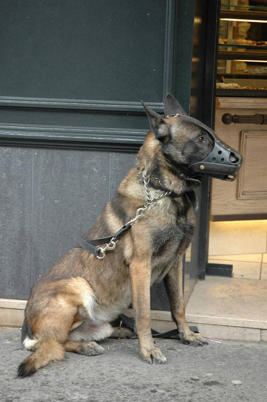 无人,坐,竖图,室外,特写,白天,城市,狗,法国,巴黎,人行道,首都,摄影,德国牧羊犬,威胁,面包店,彩图