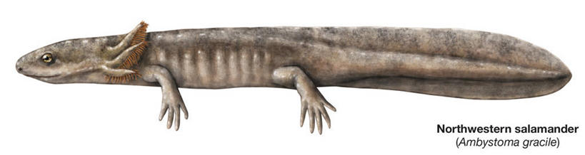 无人,横图,全景,白色背景,侧面,野生动物,英文字母,火蜥蜴,彩图,动物学